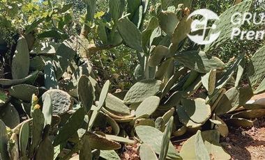 Parcela en Venta en Parcela El Olivo