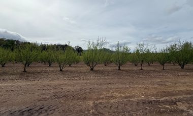 Agrícola en venta de 250ha ubicado en Villarrica Alto