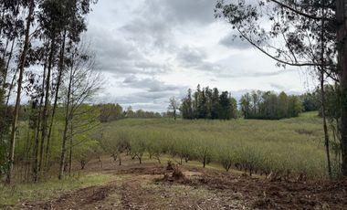 Agrícola en venta de 250ha ubicado en Villarrica Alto