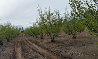 Agrícola en venta de 250ha ubicado en Villarrica Alto