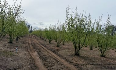 Agrícola en venta de 250ha ubicado en Villarrica Alto
