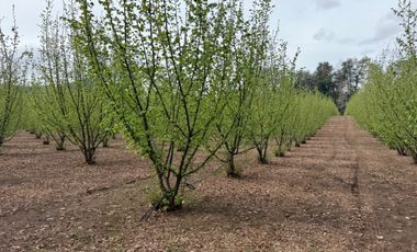 Agrícola en venta de 250ha ubicado en Villarrica Alto