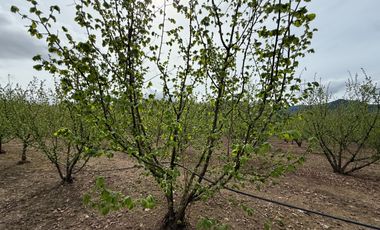 Agrícola en venta de 250ha ubicado en Villarrica Alto