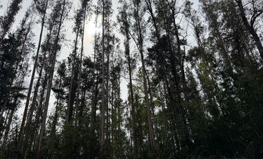 Agrícola en venta de 250ha ubicado en Villarrica Alto