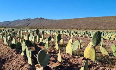 RANCHO AGROPECUARIO EN VENTA EN GENERAL CEPEDA, COAHUILA