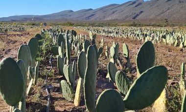RANCHO AGROPECUARIO EN VENTA EN GENERAL CEPEDA, COAHUILA