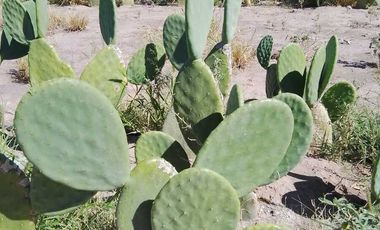 RANCHO AGROPECUARIO EN VENTA EN GENERAL CEPEDA, COAHUILA