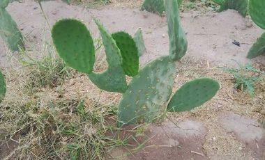 RANCHO AGROPECUARIO EN VENTA EN GENERAL CEPEDA, COAHUILA