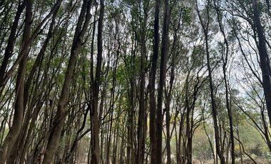 Terreno en Venta Barrio Privado Altos de San Carlos - Ingeniero Pablo Nogués