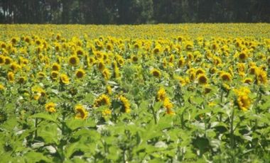 Campo en venta - 39.000.000Mts2 - Lobería