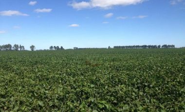 Campo en venta - 39.000.000Mts2 - Lobería