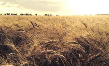 Campo en venta - 39.000.000Mts2 - Lobería