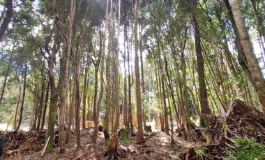 VENDO PARCELAS A 20 MINUTOS DE PUERTO MONTT