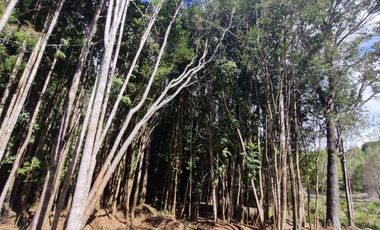 VENDO PARCELAS A 20 MINUTOS DE PUERTO MONTT