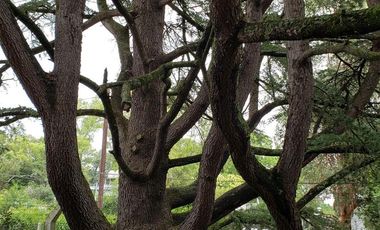 Casa en venta - 4 Dormitorios 3 Baños - Cochera - 1608Mts2 - Villa Elisa