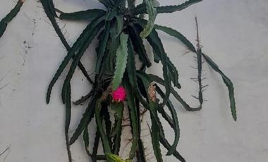 Casa en venta - 4 Dormitorios 2 Baños - Cocheras - 810Mts2 - Las Acequias, Roldán