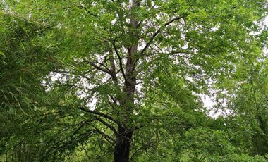 Extraordinario terreno en Recinto, camino Termas de Chillán