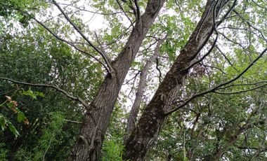Extraordinario terreno en Recinto, camino Termas de Chillán