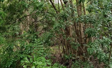 Extraordinario terreno en Recinto, camino Termas de Chillán