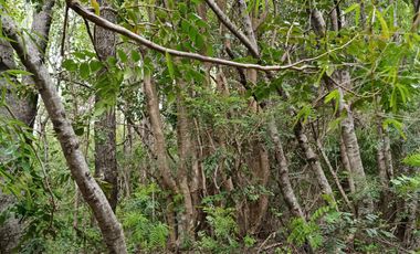 Extraordinario terreno en Recinto, camino Termas de Chillán