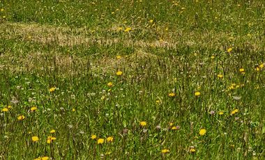 Parcela en venta en OSORNO