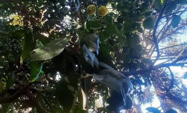 Casa en venta - 2 Dormitorios 1 Baño - Benavidez