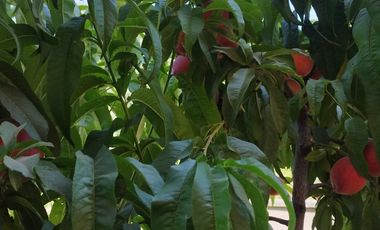 SE VENDE AMPLIA PROPIEDAD CANELO SAN JOSÉ DE MAIPO