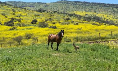 PARECELAS DISPONIBLES EN POLO TALANQUEN SECTOR LIRAY