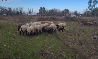 VENTA DE PARCELAS EN LONGAVÍ CON ROL PROPIO