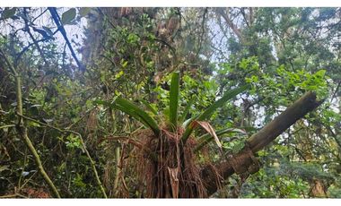 VENTA LOTE CONJUNTO CAMPESTRE COGUA CUNDINAMARCA