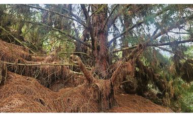 VENTA LOTE CONJUNTO CAMPESTRE COGUA CUNDINAMARCA