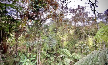 Venta Espectacular Lote Vista Verde y Privacidad Parcelacion El Retiro