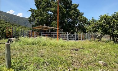 VENTA FINCA, BETULIA SUROESTE ANTIOQUEÑO