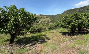 VENTA FINCA, BETULIA SUROESTE ANTIOQUEÑO