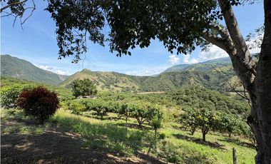 VENTA FINCA, BETULIA SUROESTE ANTIOQUEÑO