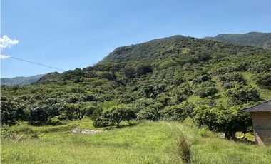 VENTA FINCA, BETULIA SUROESTE ANTIOQUEÑO