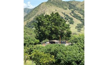 VENTA FINCA, BETULIA SUROESTE ANTIOQUEÑO