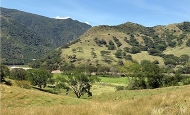 VENTA FINCA, BETULIA SUROESTE ANTIOQUEÑO