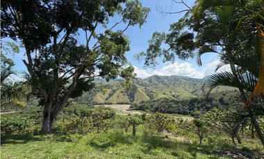 VENTA FINCA, BETULIA SUROESTE ANTIOQUEÑO