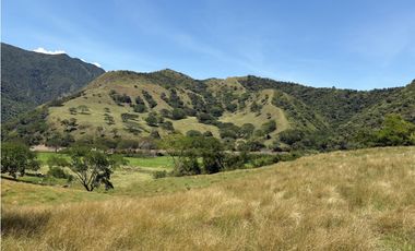 VENTA FINCA, BETULIA SUROESTE ANTIOQUEÑO