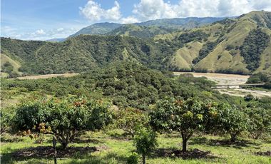 VENTA FINCA, BETULIA SUROESTE ANTIOQUEÑO