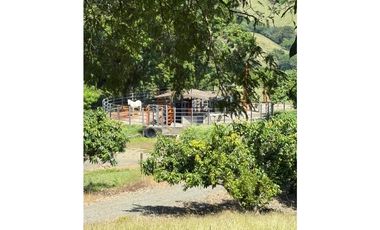VENTA FINCA, BETULIA SUROESTE ANTIOQUEÑO