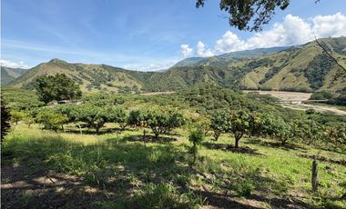VENTA FINCA, BETULIA SUROESTE ANTIOQUEÑO