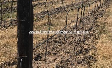 TERRENO EN VENTA EN TEQUISQUIAPAN. Pascual