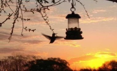 Terreno en venta - 850mts2 - El Molino, Pavón, Exaltación de la Cruz