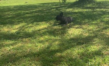 Quinta quinta en venta - 4 dormitorios 3 baños - 13.500mts2 - Esteban Echeverria