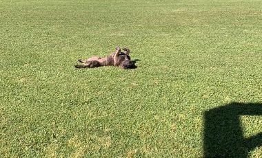 Quinta quinta en venta - 4 dormitorios 3 baños - 13.500mts2 - Esteban Echeverria