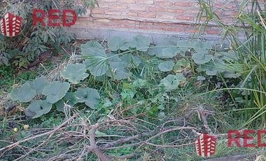 Vende casa en Senillosa