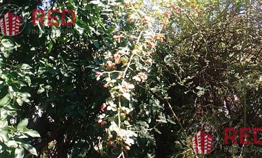 Vende casa en Senillosa