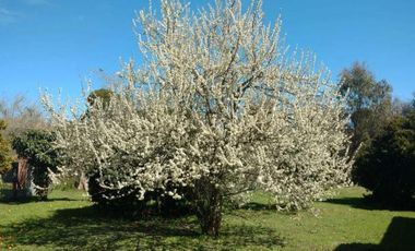 Chacra en venta - 3 Casas - Cochera - 8 hectáreas - Magdalena